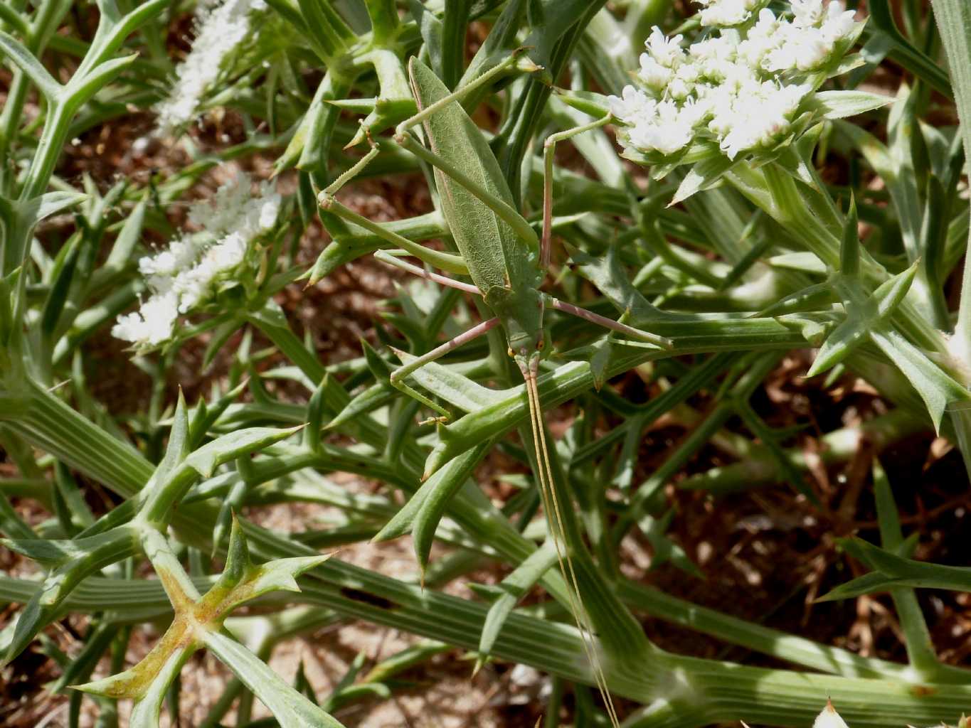 Acrometopa italica sarda